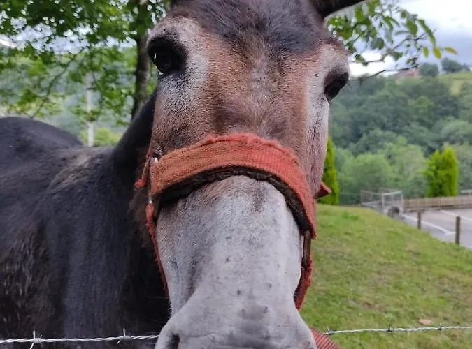 Aromas De Corain Holiday home *